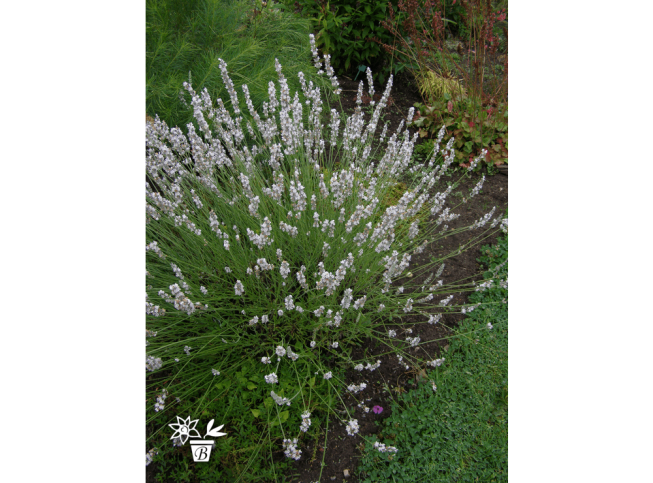 Lavandula angustifolia   'Edelweiss'